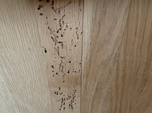 Bugs in wood (Worm, Woodworm, Insect, Beetle)